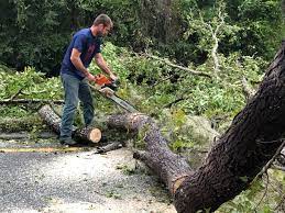 Best Hazardous Tree Removal  in Chester Center, CT