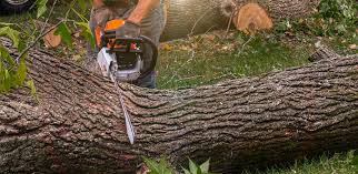 Best Tree and Shrub Care  in Chester Center, CT