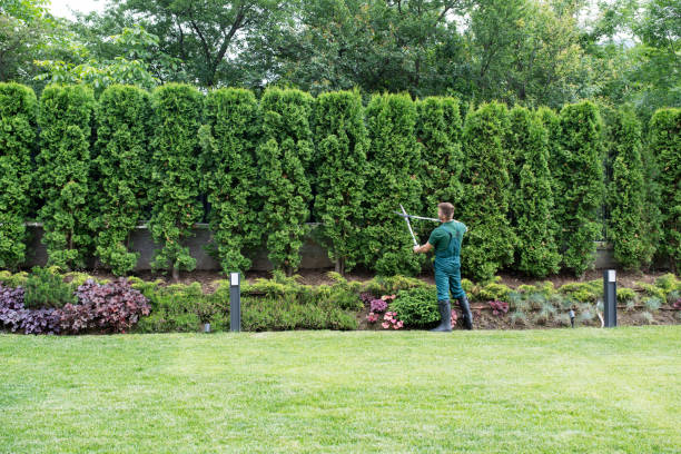 Best Lawn Renovation and Restoration  in Chester Center, CT